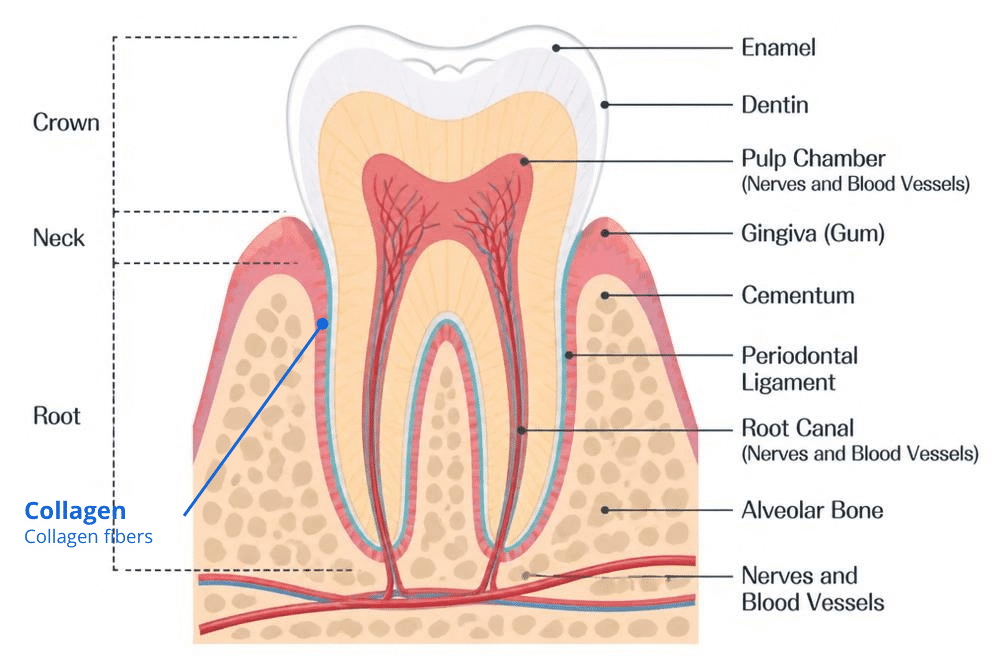 Tooth Anatomy with collagen
